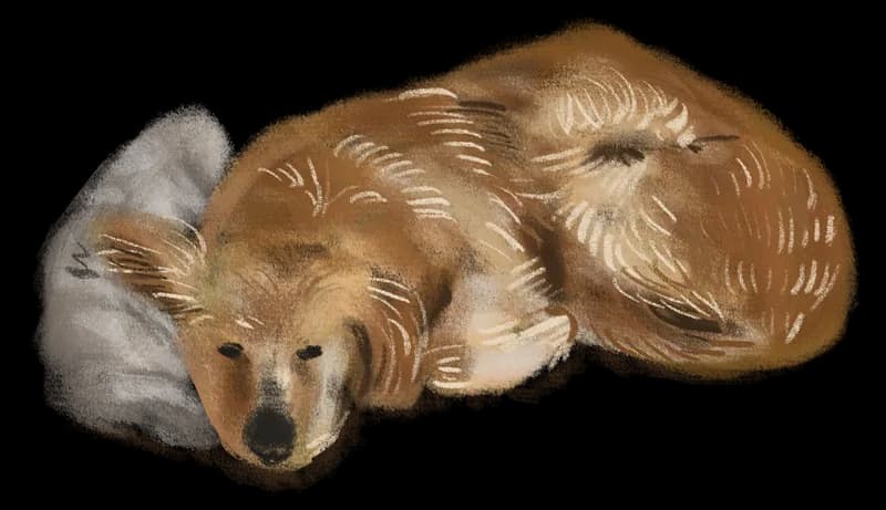 Illustration of a golden dog curled up asleep on a pillow