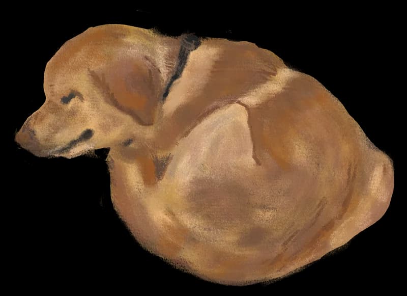 Illustration of a small brown dog curled up asleep