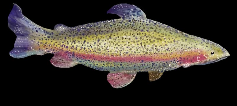 Illustration of a rainbow trout