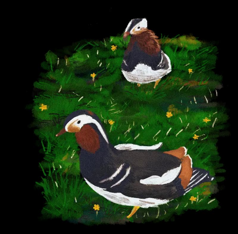 Illustration of two mandarin ducks in grass