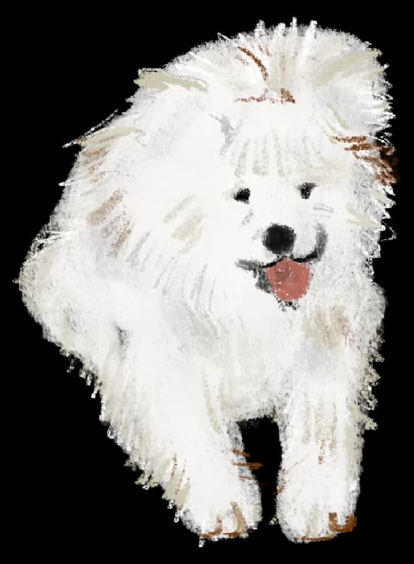 Illustration of a fluffy white dog walking with a red toy in its mouth