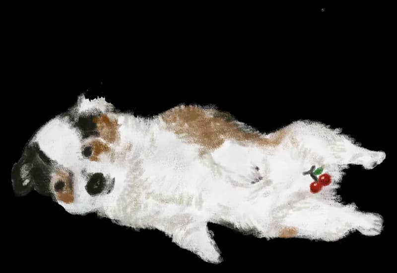 Illustration of a tricolor puppy lying on its back playfully