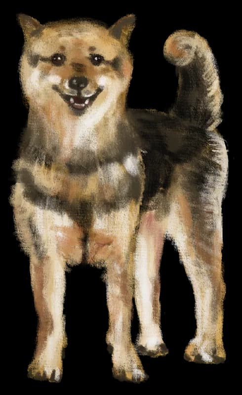 Illustration of a shiba inu standing and smiling, tail curled up