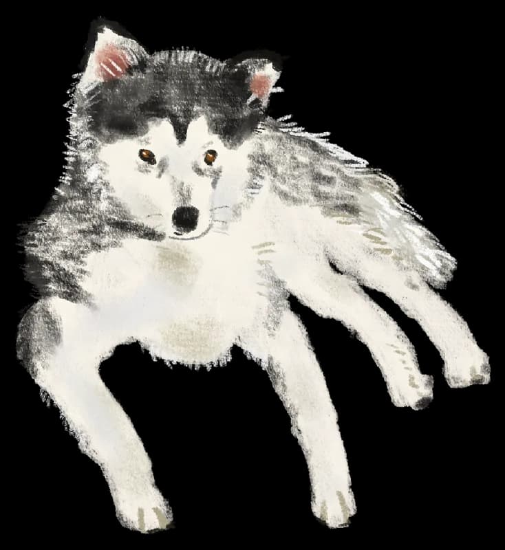 Illustration of a husky mid-leap