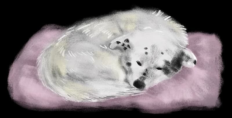 Illustration of a spotted dog curled up asleep on a pink blanket