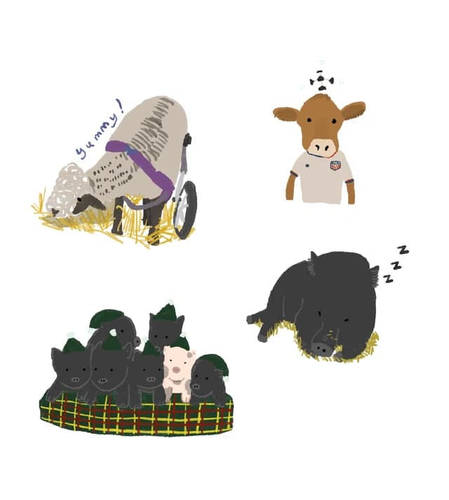 Illustrations of a sheep in a wheelchair, a calf in a jersey, a sleeping pig and a tray of piglets