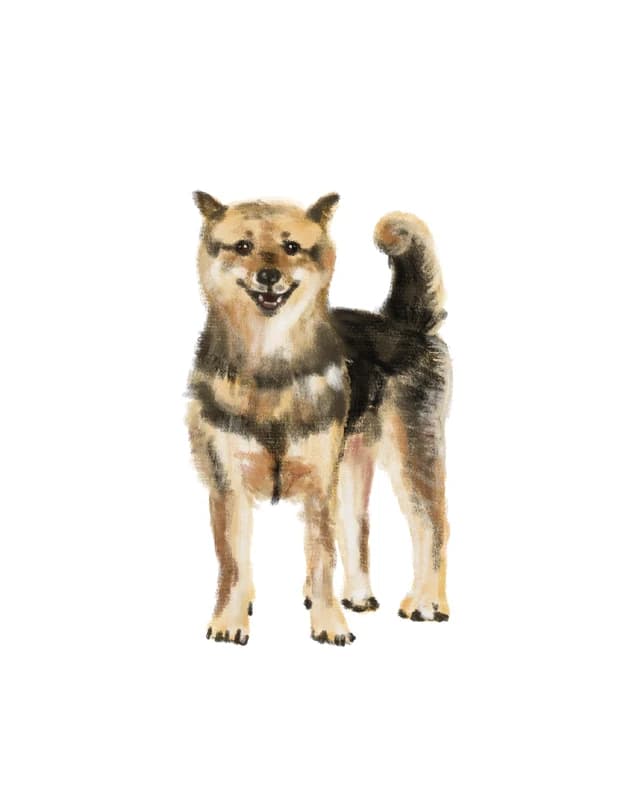 Illustration of a black-and-tan shiba inu standing and smiling