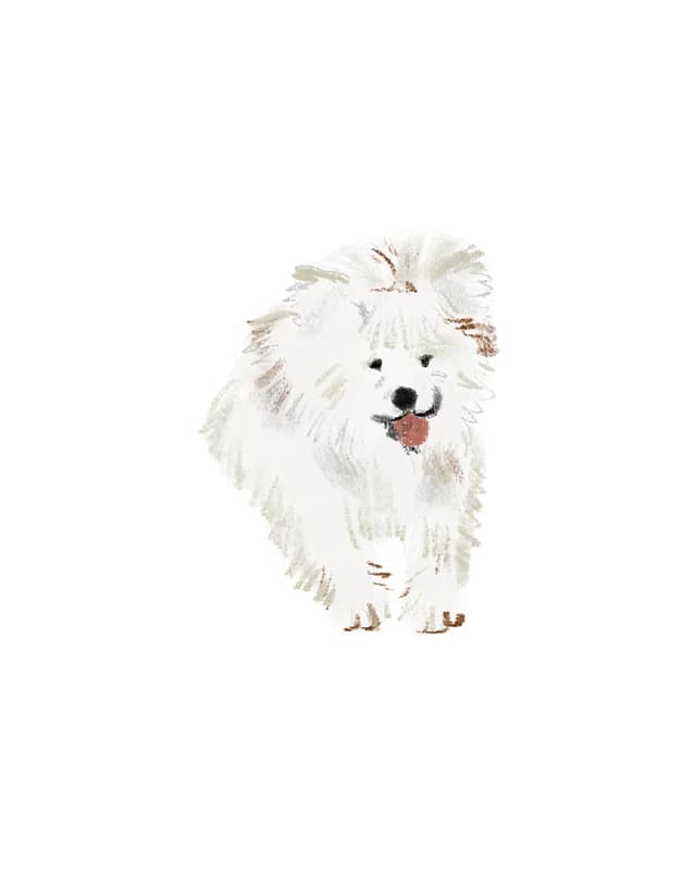 Illustration of a fluffy white Samoyed with its tongue out