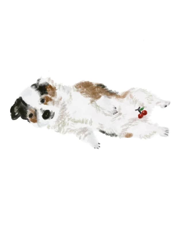 Illustration of a tricolor puppy lying on its back with a cherry on its belly