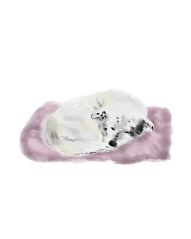Illustration of a white dog curled up asleep on a pink pillow