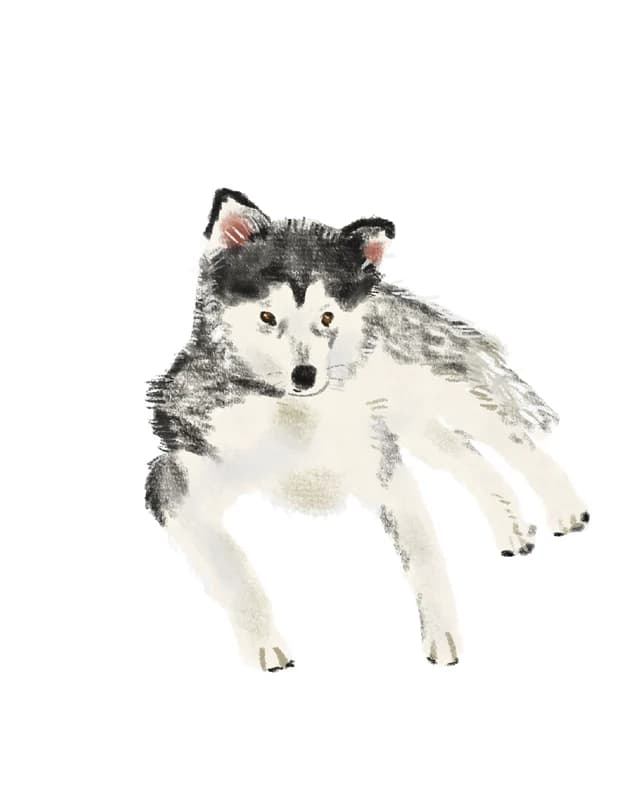 Illustration of a husky mid-leap