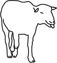 Line icon of a sheep