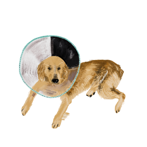 An illustrated golden retriever wearing a cone