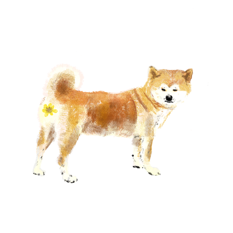 An illustrated shiba inu