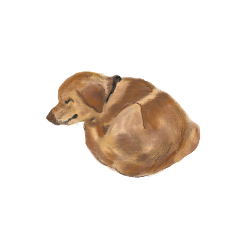 An illustrated dog curled up asleep